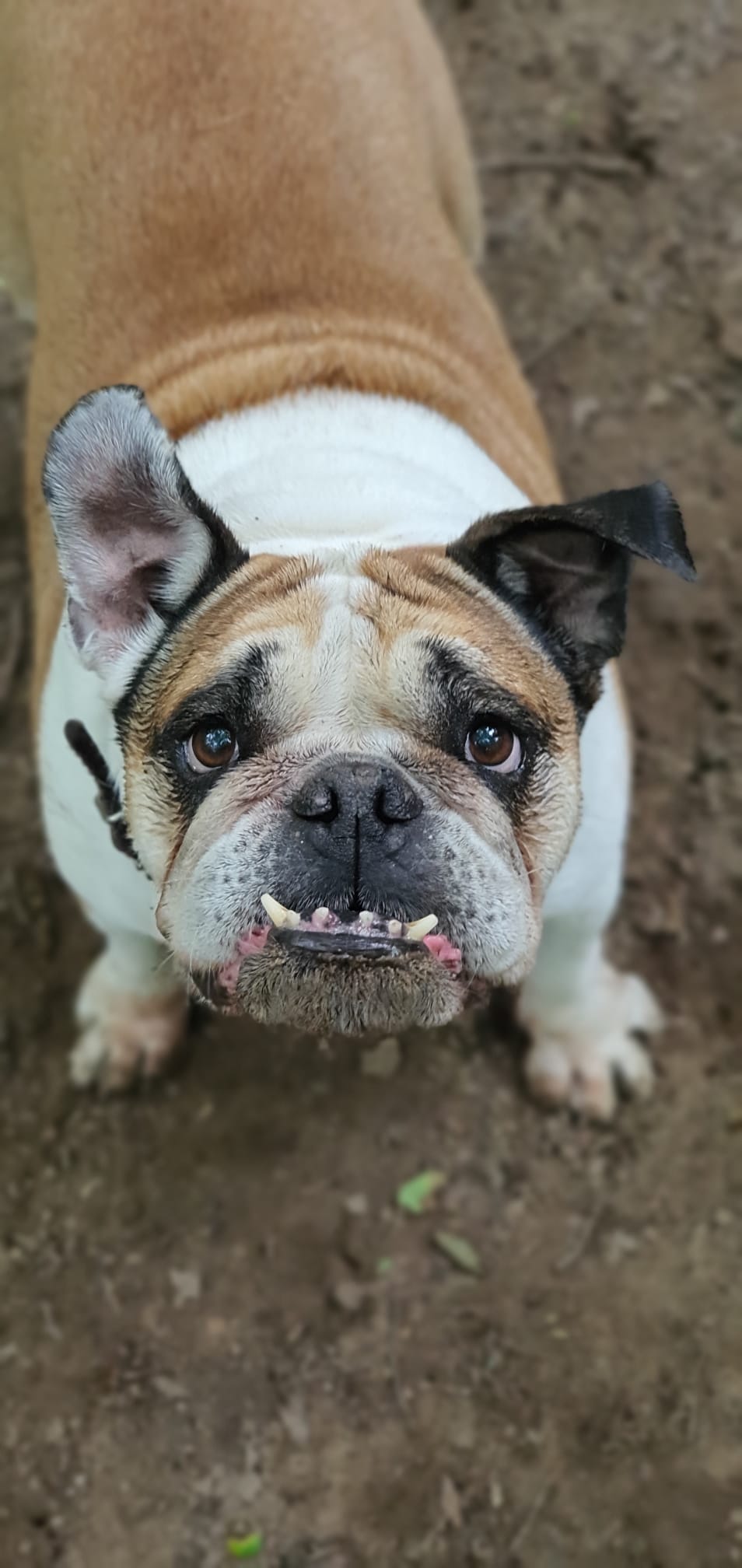 Bella