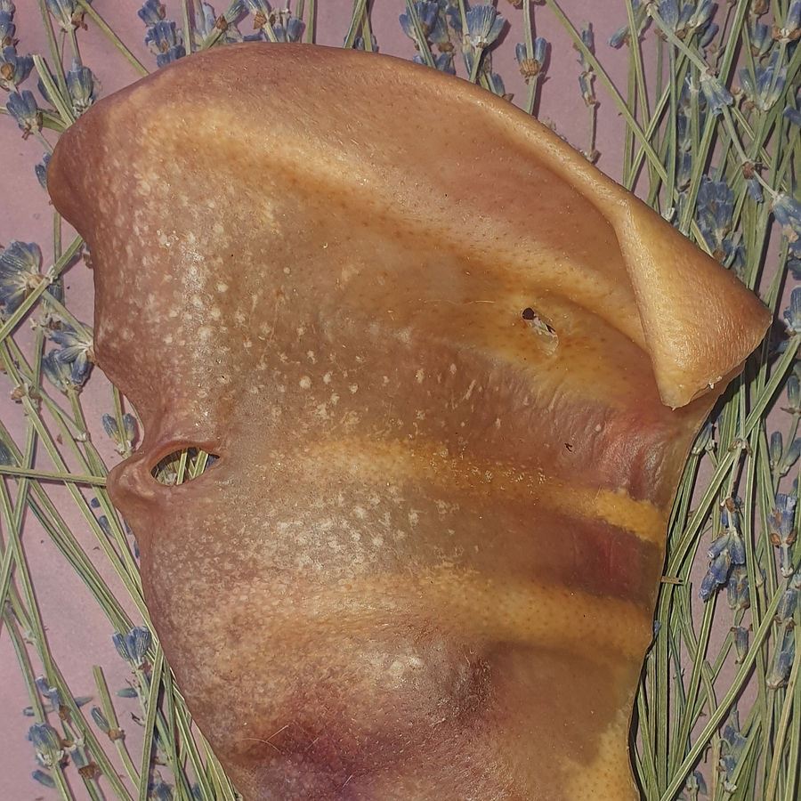 Schweineohr